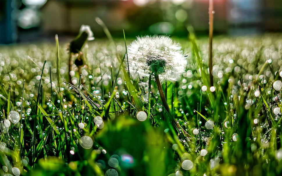 macro focus photo of a white dandelion surrounded with green grasses at daytime HD wallpaper